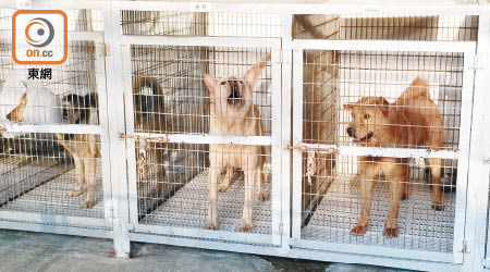 現時在保護遺棄動物協會過活的每隻動物都有牠們痛苦的歷程。（朱先儒攝）