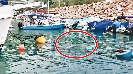 香港仔避風塘有一條斑海豚（紅圈示）出沒。（互聯網圖片）