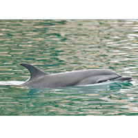 一六年熱帶斑海豚亦在黃金海岸出沒。（海洋公園保育基金）
