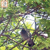 記者日前巡視，使用過驅鴿劑後，公園附近的野鴿僅停留在樹上。