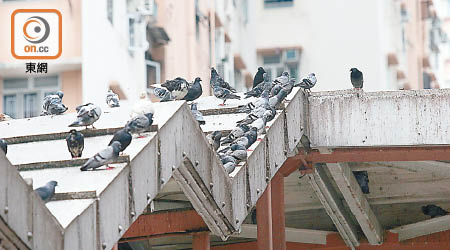 野鴿站滿天橋頂和附近屋簷，糞便和毛屑隨時從天而降。