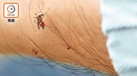 白紋伊蚊在本港隨處可見。