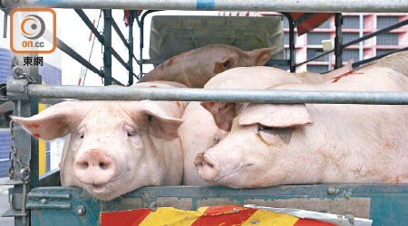 內地活豬供應日前恢復，惟供應量時多時少，以致來貨價忽高忽低。