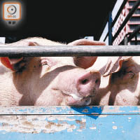 內地活豬劇減令活豬運輸成本及屠費均大幅增加。