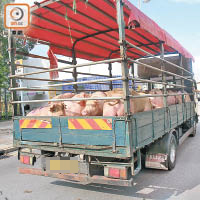 近日內地活豬供港量減至每日約一千五百隻。