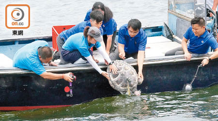 海洋公園昨日聯同漁護署將一隻擱淺傷愈的海龜放歸大海。（海洋公園提供）