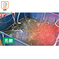 大水缸放有過千隻蝦，職員不時從水缸補給蝦隻至流水槽。