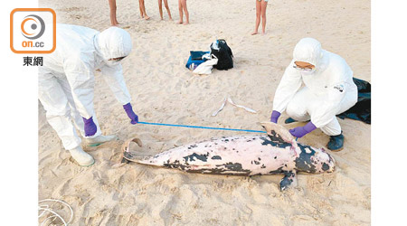石澳泳灘發現的江豚屍體嚴重腐爛。（香港海洋公園保育基金提供）