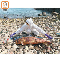 人員檢驗西貢龍蝦灣的擱淺鯨豚。（香港海洋公園保育基金提供）