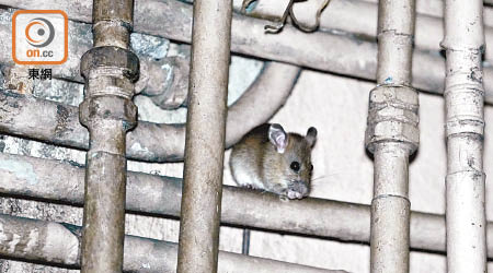 有蟲害控制專家擔心，老鼠繁殖速度較滅鼠工作快。