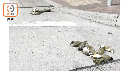本港過往曾有雀鳥疑集體撞向大廈玻璃幕牆死亡。