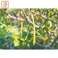 水筆仔是生長在紅樹林的胎生植物。