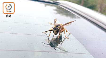 有黃蜂停留在私家車車窗。
