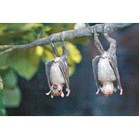 本港專家認為武漢肺炎新病毒或來自蝙蝠。