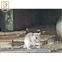 多區鼠患嚴重，港府被轟防治不力。