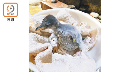 巴布亞企鵝寶寶搶閘出生，趕及與港人送豬迎鼠。