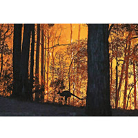 澳洲山火摧毀情況嚴重，更令十億動物死亡。