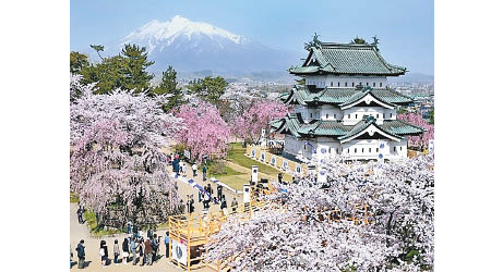 每年三至四月旅行社的賞櫻團均大賣，但受疫情影響此情不再。