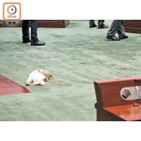 散落一地：「臭彈」在地上打翻後即傳出惡臭，議員紛紛走避離開會議廳。