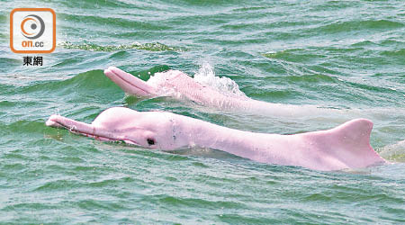 珠三角水域目前只剩下約兩千條中華白海豚。（WWF提供）