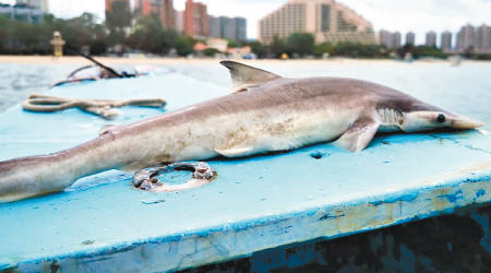 有市民划龍舟時撈到約三十厘米長的鯊魚屍體。