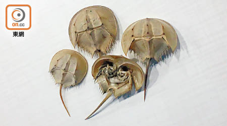 WWF在泥灘發現到的均是幼年馬蹄蟹的殼。（林穎嫺攝）