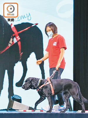 香港現役導盲犬僅有約四十五隻，出現供不應求。