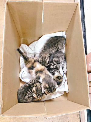 漁護署本月二日從亞洲空運中心接收四隻幼貓，貓隻現健康良好。