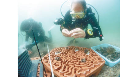 珊瑚礁盤提供結構複雜的基礎供珊瑚碎片附着生長，提高存活機會。（受訪者提供）