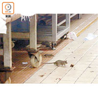 大成街街市：本報昨發現多隻頑鼠四出覓食。（張福宏攝）