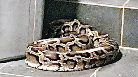大蟒蛇蜷伏在垃圾桶旁。