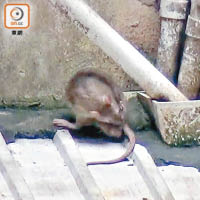 灣仔：鼠隻中午時分向居民表演「日光浴」，在太陽下清潔毛髮。