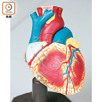 心臟是人體的重要器官，需要小心保護。