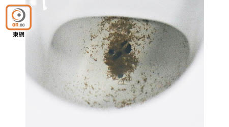 上水寶石湖邨沖廁水水面浮有幼蟲（圖），另有疑似蟲卵。