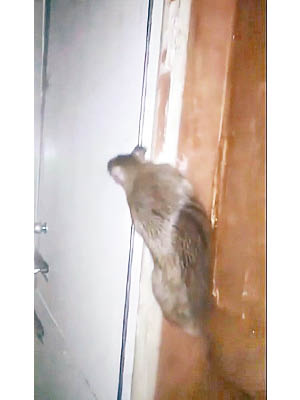 深水埗：該店店內有老鼠出沒的影片前年已在網上瘋傳。