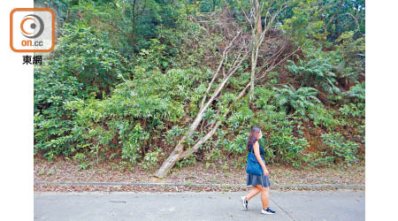 城門郊野公園：至少有十米高的大樹齊根斷裂但無人處理，一旦斷樹倒下，途人勢難走避。