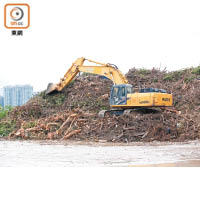 山竹襲港後，有逾二萬噸塌樹被送往堆填區。