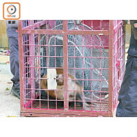 漁護署人員將野豬抬入鐵籠帶走。（王鏡文攝）