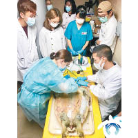 城大海洋動物影像解剖研究組，於本月內處理兩隻在香港水域死亡的年輕海龜。（受訪者提供）