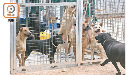 熱心市民捐款令動物收容中心得以繼續營運。