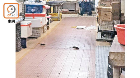 大成街街市：有老鼠在街市通道上競跑。