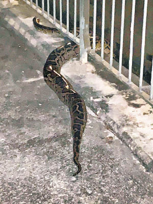 元崗新村凌晨驚現4米長蟒蛇。