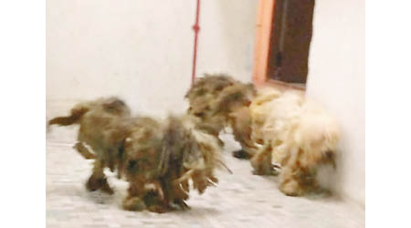 土瓜灣：涉事狗隻曾在走廊徘徊。