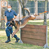 警犬會接受多項訓練。（何天成攝）