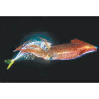 微距項目冠軍作品「魷魚星人襲地球」，由劉邦榮在火石洲拍攝。