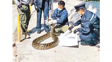 荃灣：蟒蛇不肯就範，張開巨口掙扎。