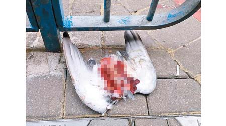 鴿屍血肉模糊，頭、尾及雙腳疑遭斬去。