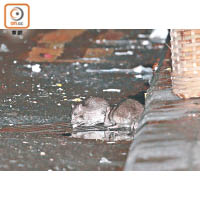 土瓜灣街市爭食：九龍城區的鼠患問題嚴重，今年上半年鼠患指數中排行全港第3。
