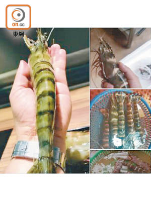 涉案網上平台在其專頁稱有出售巨型虎蝦。