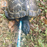 東區醫院水池亦曾發生虐殺龜隻事件，多隻巴西龜遭人用鉛筆插口插頸慘死。